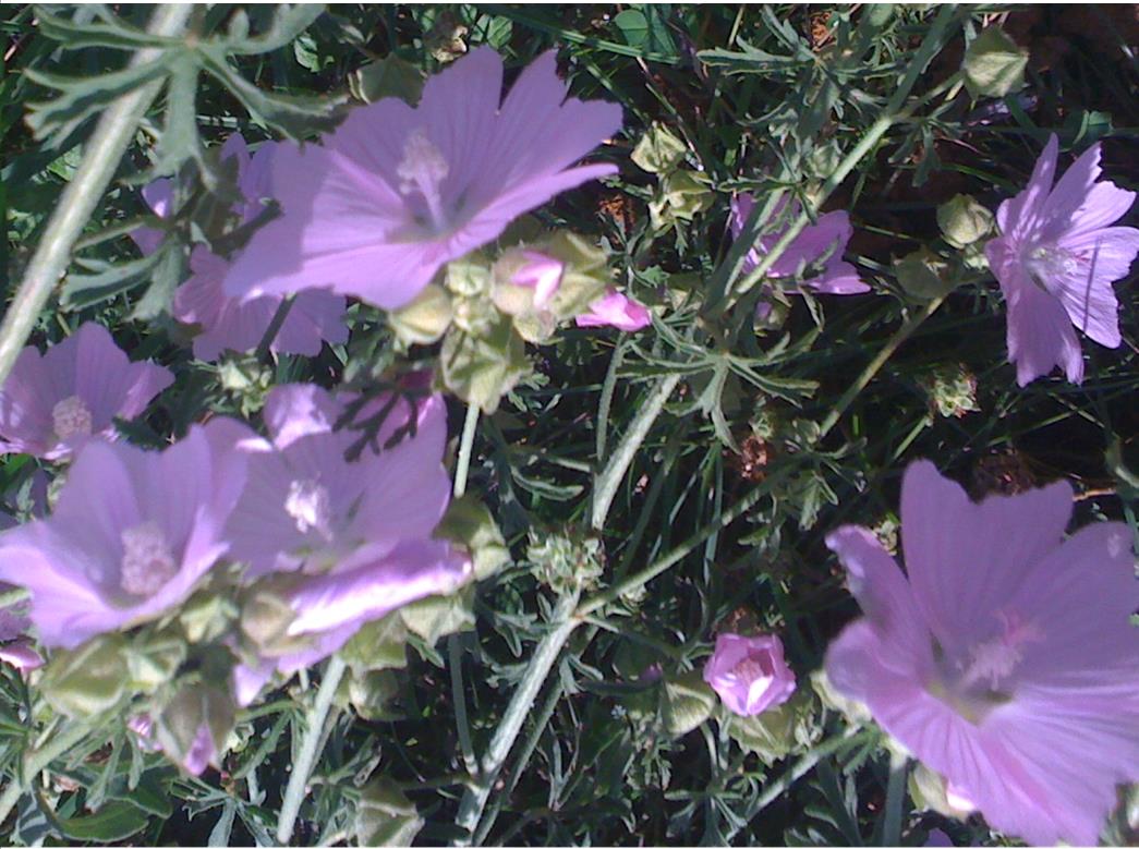 fleurs de mauve