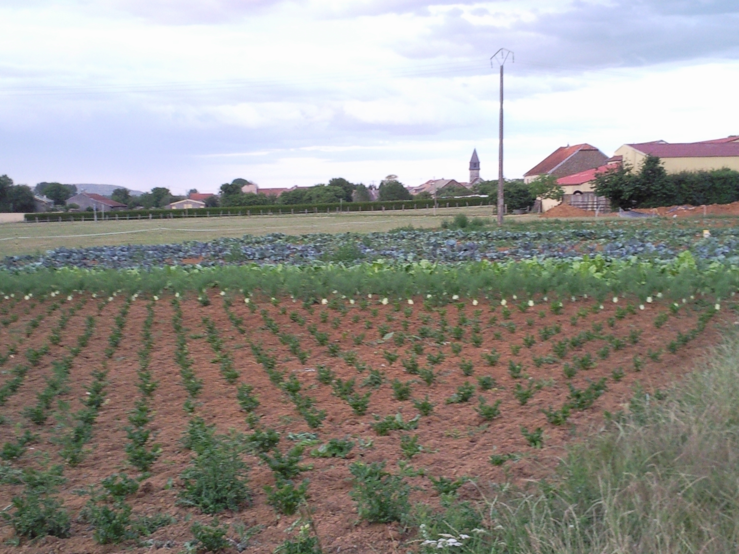 Le champ et les légumes en place