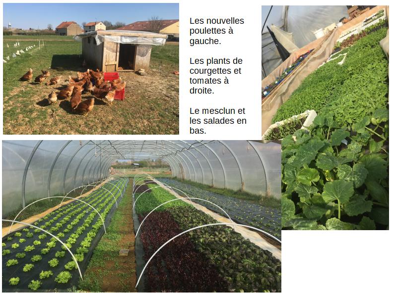 jardin - avril 2020