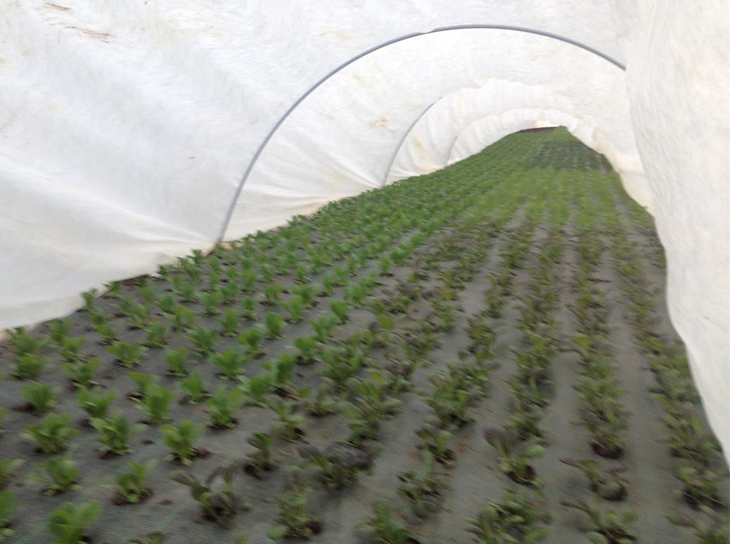 mesclun culture