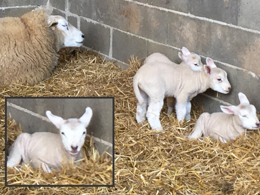 naissance des agneaux