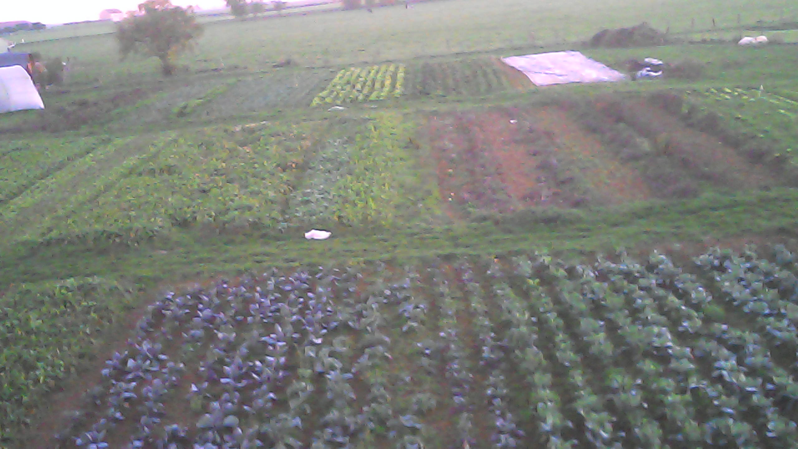 jardin oct 2015