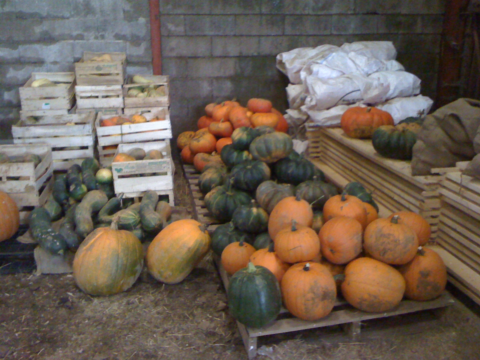 récolte des courges