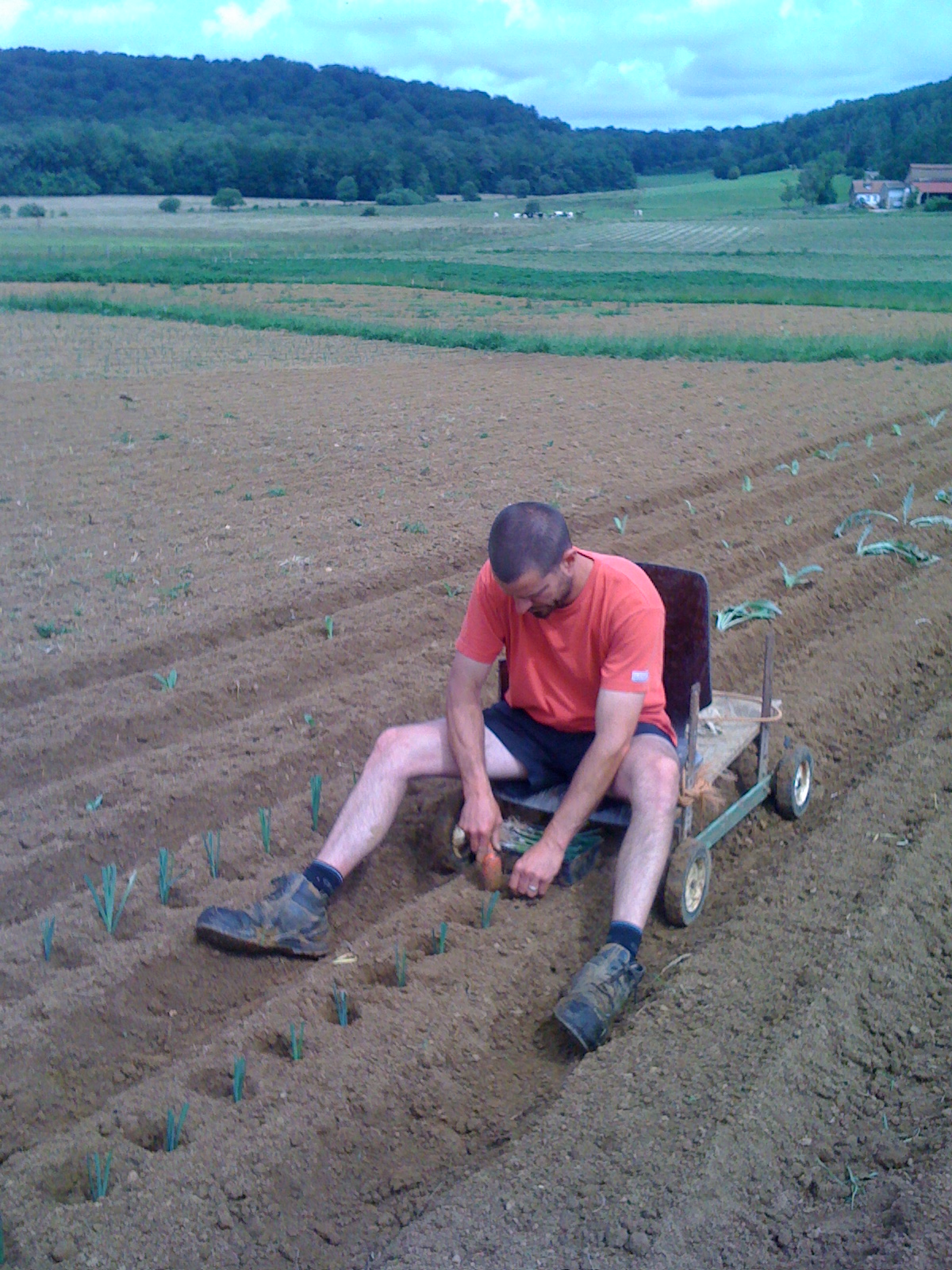 plantation des poireaux