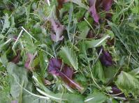 image d95e6c0e2cbcccadb0d10499222b9a7be6ea3cee.jpg